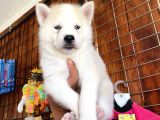 Beyaz Husky Si̇bi̇rya Kurdu Üst Kali̇te Bebekler