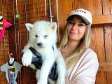 Beyaz Husky Si̇bi̇rya Kurdu Üst Kali̇te Bebekler