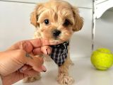 Maltipoo Çocuklarımız