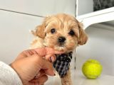 Maltipoo Çocuklarımız