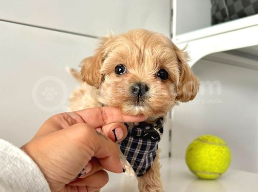 Maltipoo Çocuklarımız görsel