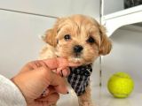 Maltipoo Çocuklarımız