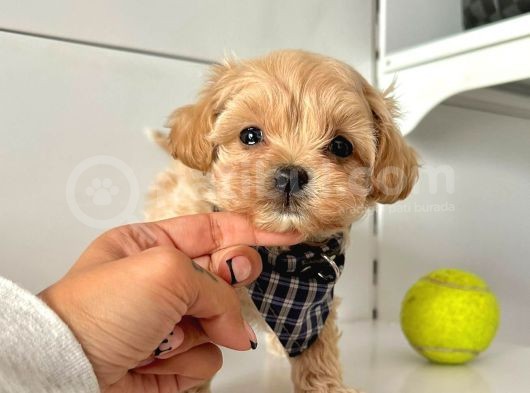 Maltipoo Çocuklarımız