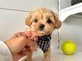 Maltipoo Çocuklarımız