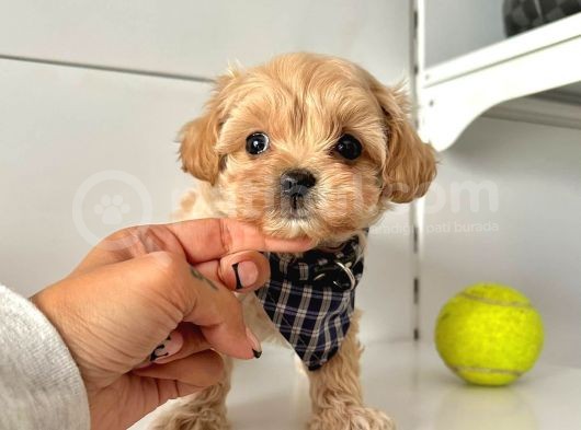 Maltipoo Çocuklarımız görsel