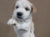 Maltipoo Çocuklarımız