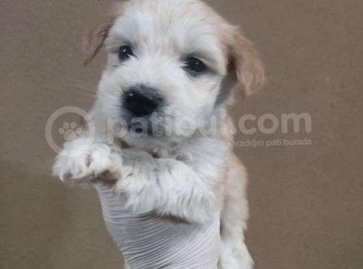 Maltipoo Çocuklarımız