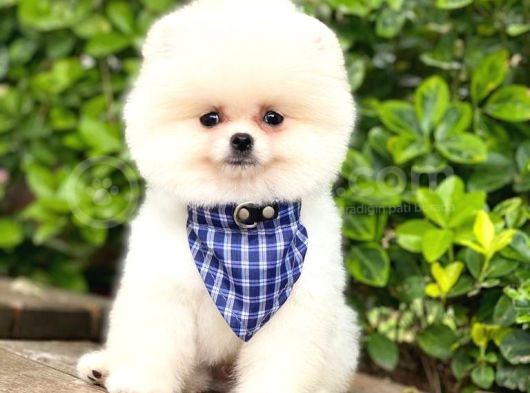 Ayıcık Yüzlü Pomeranian Boo