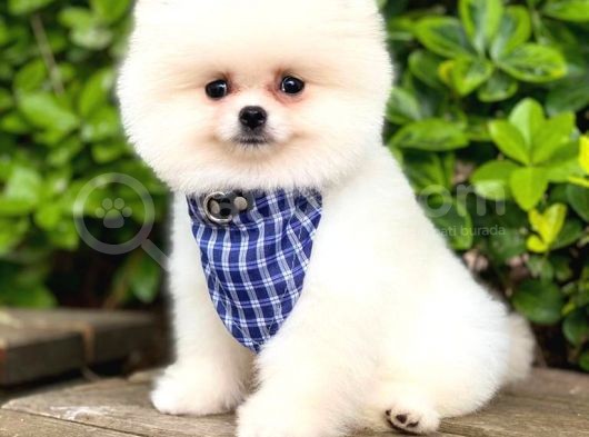 Ayıcık Yüzlü Pomeranian Boo görsel