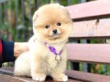 Pomeranian Boo