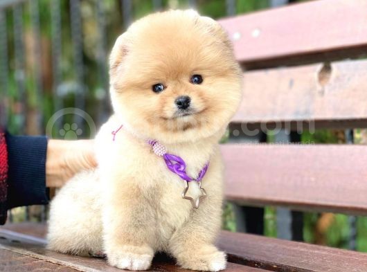 Pomeranian Boo görsel