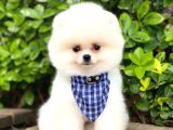 Ayıcık Yüzlü Pomeranian Boo