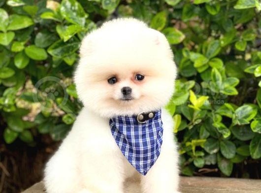 Ayıcık Yüzlü Pomeranian Boo görsel