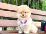 Ayıcık Yüzlü Orjinal Pomeranian Boo