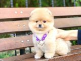 Ayıcık Yüzlü Orjinal Pomeranian Boo