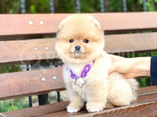 Ayıcık Yüzlü Orjinal Pomeranian Boo