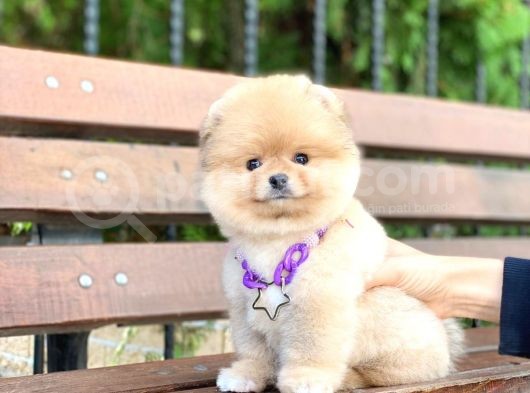 Ayıcık Yüzlü Orjinal Pomeranian Boo görsel