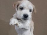 Maltipoo Çocuklarımız