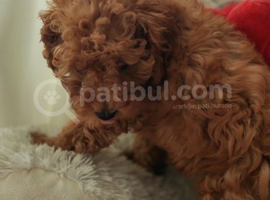 A Scr Li̇ Toy Poodle Bebekler Üst Kali̇te görsel