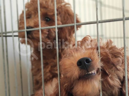 A Scr Li̇ Toy Poodle Bebekler Üst Kali̇te görsel