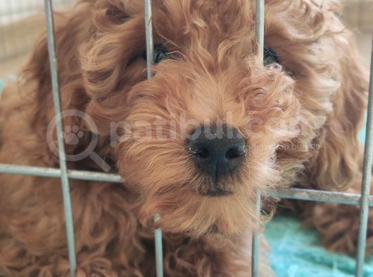 A Scr Li̇ Toy Poodle Bebekler Üst Kali̇te görsel