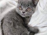 Safkan British Shorthair Sevgi Dolu Ve Oyuncu Yavru Kediler