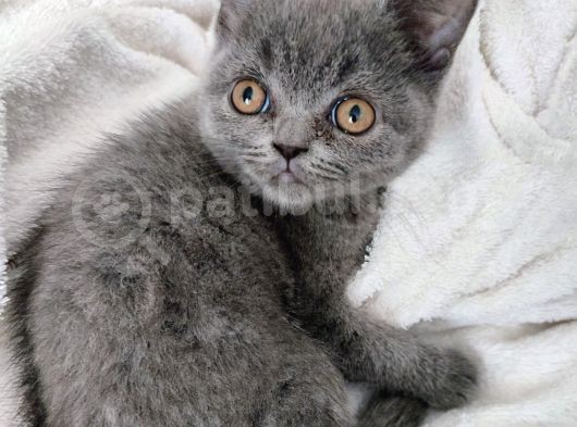 Safkan British Shorthair Sevgi Dolu Ve Oyuncu Yavru Kediler görsel