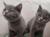 Safkan British Shorthair Sevgi Dolu Ve Oyuncu Yavru Kediler