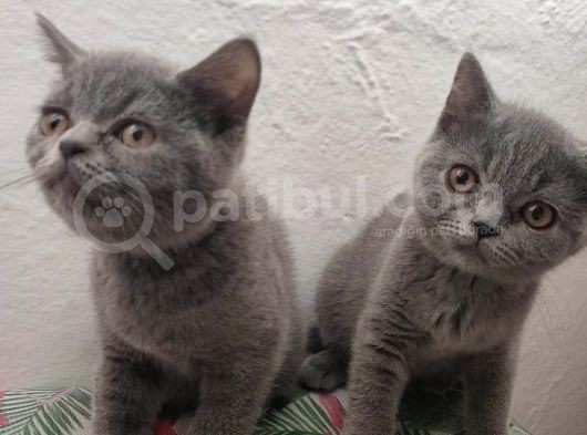 Safkan British Shorthair Sevgi Dolu Ve Oyuncu Yavru Kediler görsel