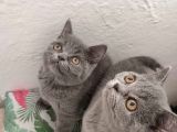 Safkan British Shorthair Sevgi Dolu Ve Oyuncu Yavru Kediler