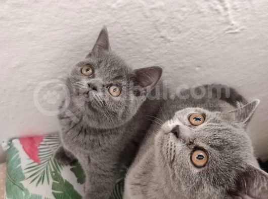 Safkan British Shorthair Sevgi Dolu Ve Oyuncu Yavru Kediler