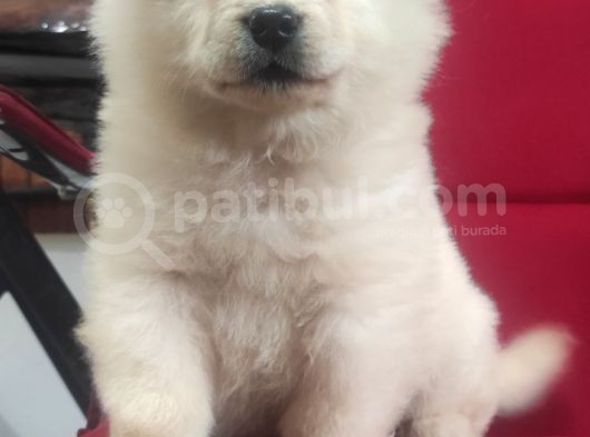 Beyaz Çi̇n Aslani Chow Chow Irk Garanti̇li̇ görsel