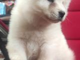 Beyaz Çi̇n Aslani Chow Chow Irk Garanti̇li̇