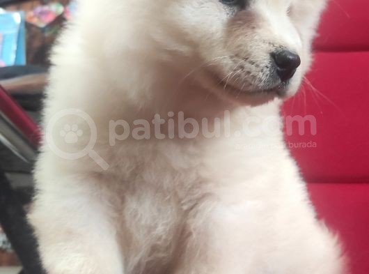 Beyaz Çi̇n Aslani Chow Chow Irk Garanti̇li̇ görsel