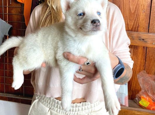 Beyaz Husky Si̇bi̇rya Kurdu Üst Kali̇te Bebekler görsel