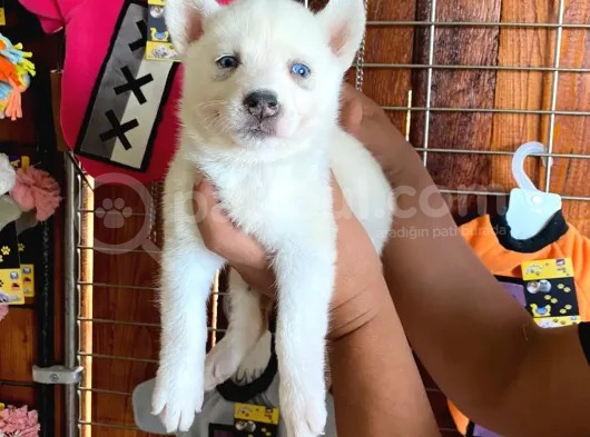 Beyaz Husky Si̇bi̇rya Kurdu Üst Kali̇te Bebekler görsel
