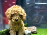 Bu Haftaya Özel Fiyatımızla, A Class Toypoodle