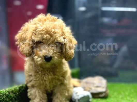 Bu Haftaya Özel Fiyatımızla, A Class Toypoodle görsel