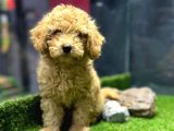 Bu Haftaya Özel Fiyatımızla, A Class ToyPoodle