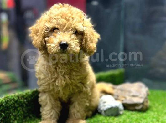 Bu Haftaya Özel Fiyatımızla, A Class Toypoodle