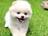 Evinize Renk Katacak Pomeranian Boo Yavrumuz