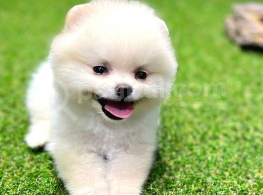 Evinize Renk Katacak Pomeranian Boo Yavrumuz görsel