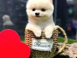 Evinize Renk Katacak Pomeranian Boo Yavrumuz