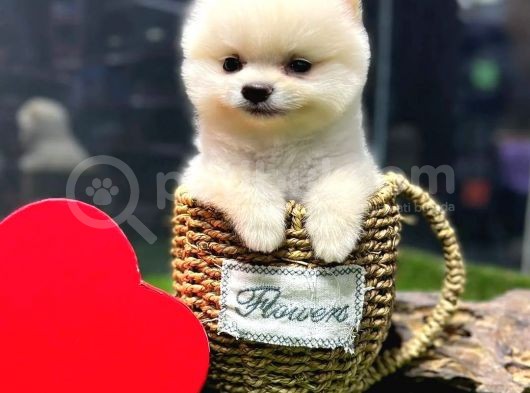 Evinize Renk Katacak Pomeranian Boo Yavrumuz görsel