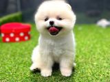 Evinize Renk Katacak Pomeranian Boo Yavrumuz