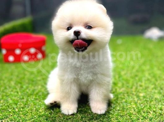 Evinize Renk Katacak Pomeranian Boo Yavrumuz