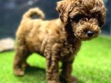 Red Dişi Toypoodle Yavrumuz