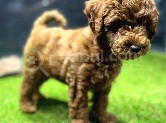 Red Dişi Toypoodle Yavrumuz görsel