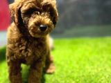 Red Dişi Toypoodle Yavrumuz