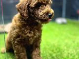 Red Dişi Toypoodle Yavrumuz